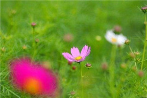 神医毒妃腹黑免费阅读