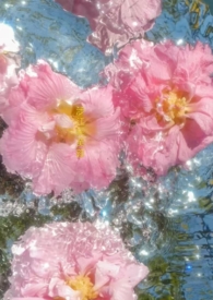 涉江采芙蓉高中课文原文