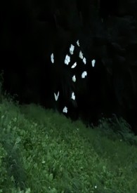 兄妹(骨科)