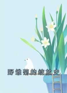 野雏菊照片
